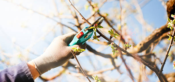 Pruning an apple tree Pruning of an apple tree with secateurs pruning gardening photos stock pictures, royalty-free photos & images