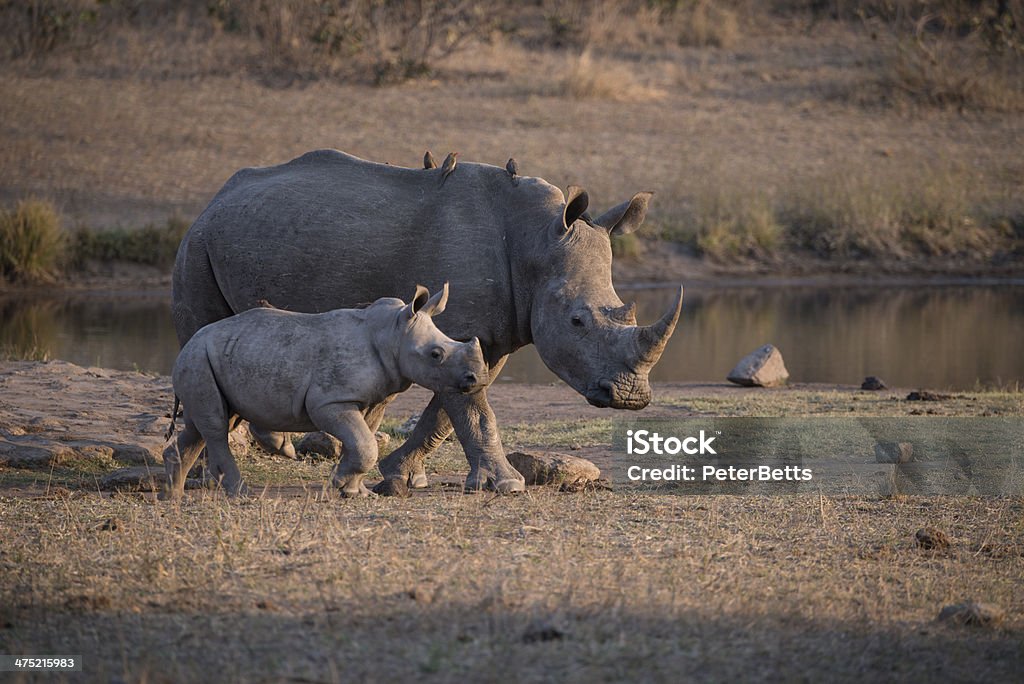 Mother & Child Rhino A Rhino Mother leads her calf away from water Animal Family Stock Photo