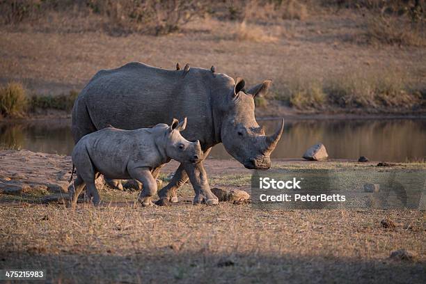 Mother Child Rhino Stock Photo - Download Image Now - Animal Family, Animal Wildlife, Animals In The Wild