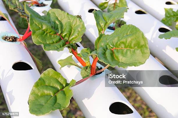 Vegetais Orgânicos - Fotografias de stock e mais imagens de Agricultura - Agricultura, Botânica - Ciência de plantas, Cama