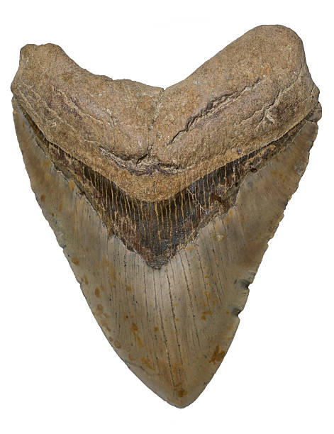 istock Prehistoric Megalodon Shark Tooth - Isolated 475217751
