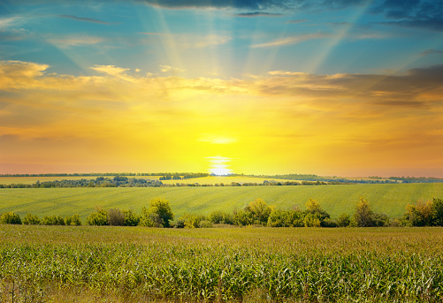 sun rise over the corn field