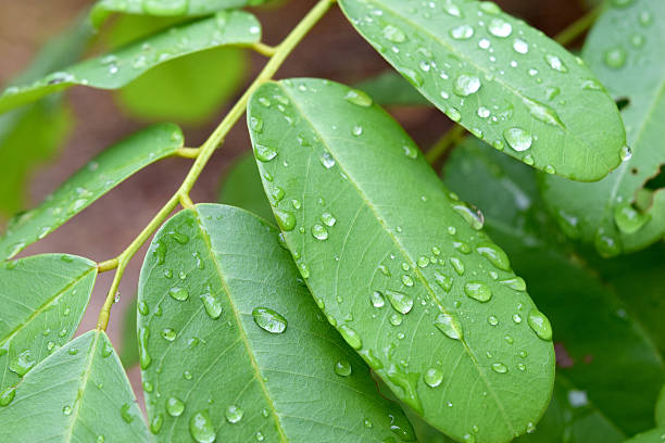 istock Green leaf with drops of rain water ,nature background 475217984