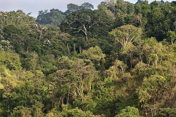 istock Beautiful landscape of a ceibo tree forest in Manabi, Ecuador 475218298
