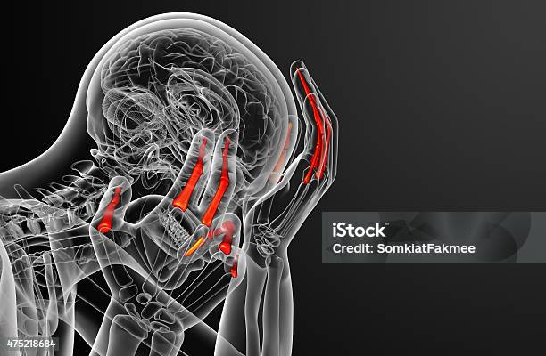 3d Render Illustration Of The Human Phalanges Hand Stock Photo - Download Image Now - 2015, Anatomy, Healthcare And Medicine