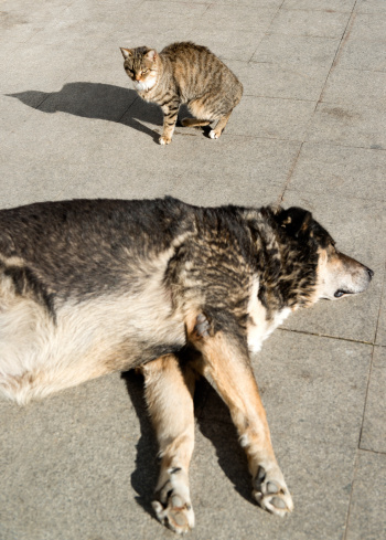 Dog Sleeping and cat siting in the street