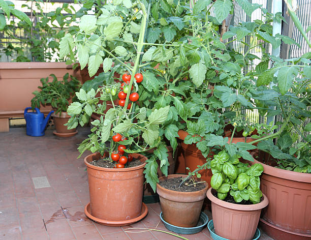 istock Tomato and basil plant in the pot on the terrace 475221396