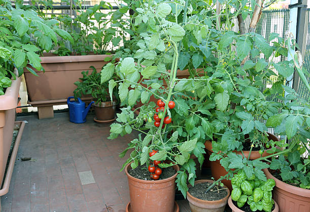 istock Tomato plant in the pot on the terrace 475221406