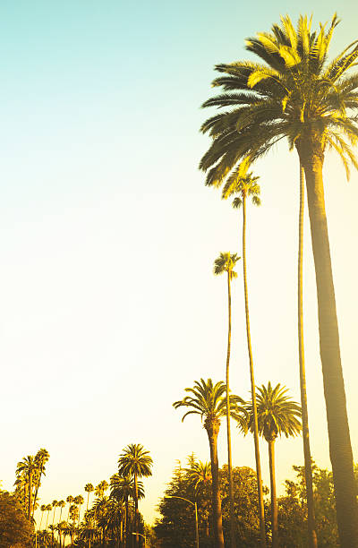 istock Palm tree at sunset on california 475222069