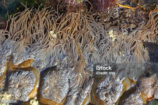 Tentáculos Palhaço Na Maré Baixa - Fotografias de stock e mais imagens de Animal - Animal, Anémona - Cnidário, Cinzento