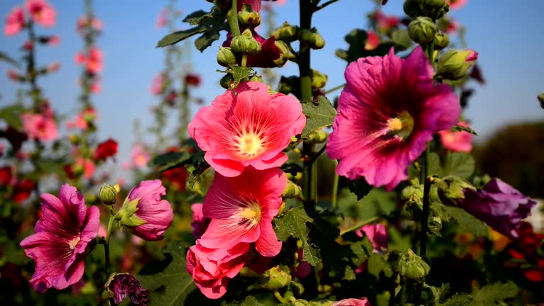 Hollyhocks