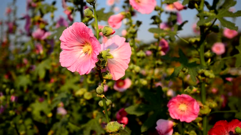 Hollyhocks