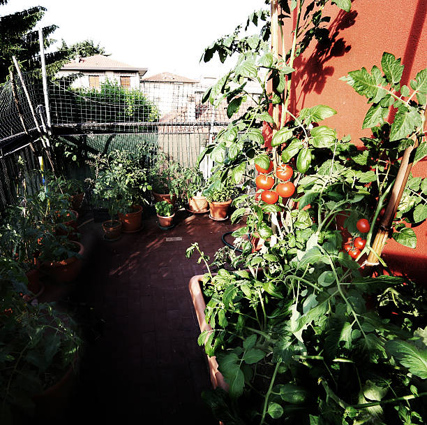 istock urban vegetable garden with large pots 475223498