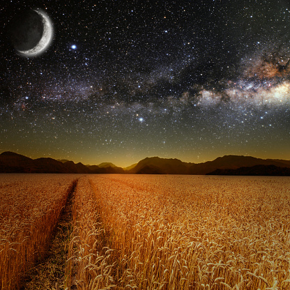 field of grass. meadow wheat under stars sky.  Elements of this image furnished by NASA