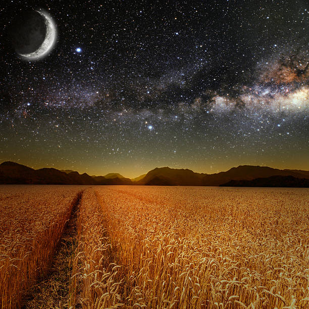 field field of grass. meadow wheat under stars sky.  Elements of this image furnished by NASA nasa kennedy space center photos stock pictures, royalty-free photos & images