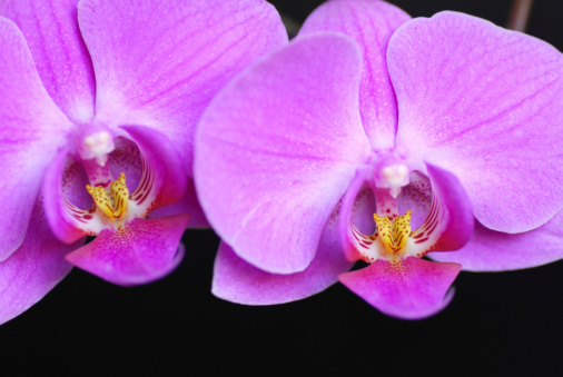 Macro picture of a blooming Moth Orchid.