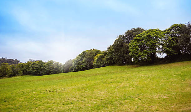 istock Green hill with row of trees in the background 475223880
