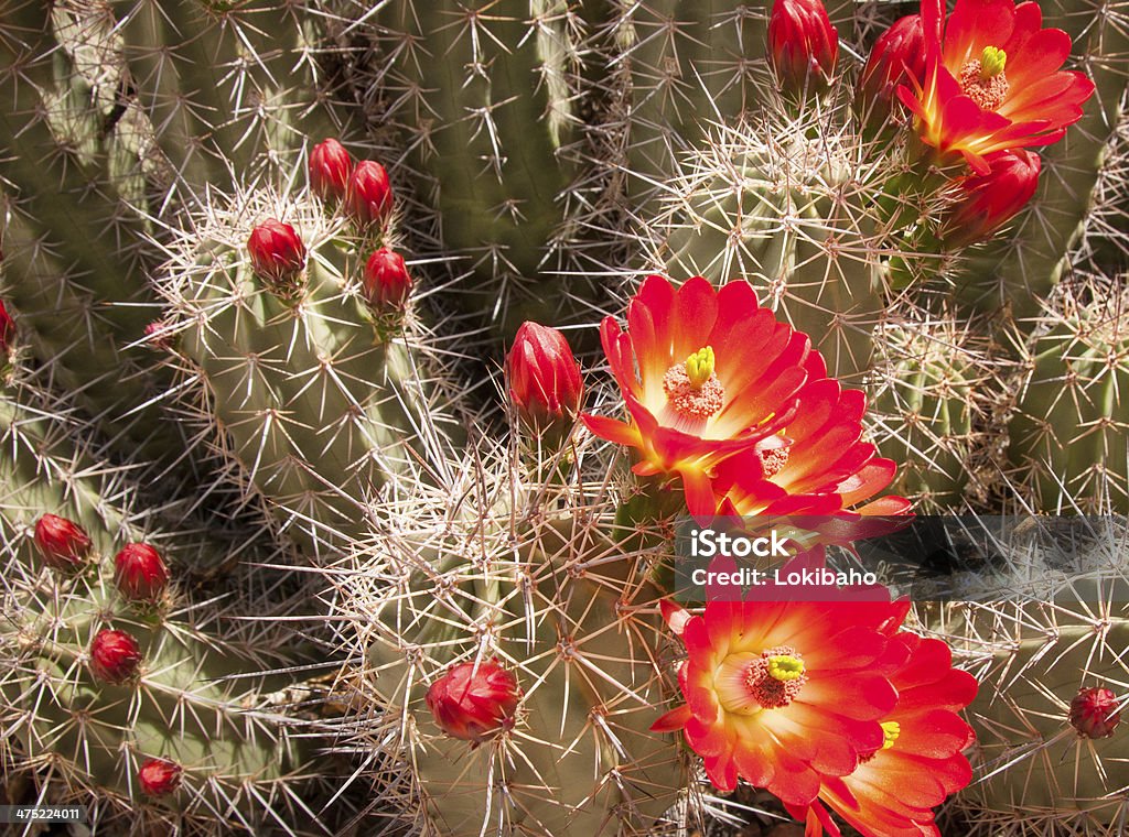 Florecer erizo cactus de flor roja - Foto de stock de Cactus libre de derechos