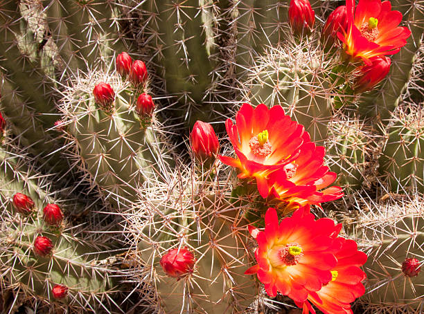 Blooming claret cup hedgehog cactus stock photo