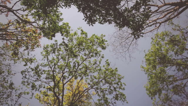 High angle view looking to the tops of trees - Vintage footage