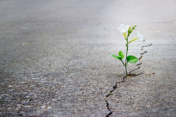 istock white flower growing on crack street, soft focus, blank text 475224358