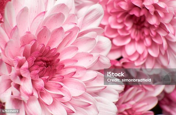 Chrysanthemums En Rosa Foto de stock y más banco de imágenes de Rosa - Color - Rosa - Color, Flor, Crisantemo