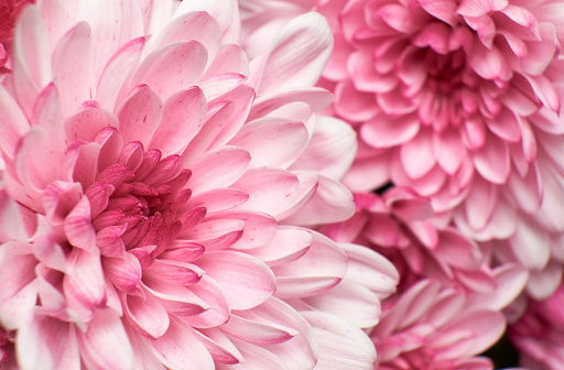 Light red  chrysanthemum flower  on white isolated background with clipping path. Closeup..  Nature.