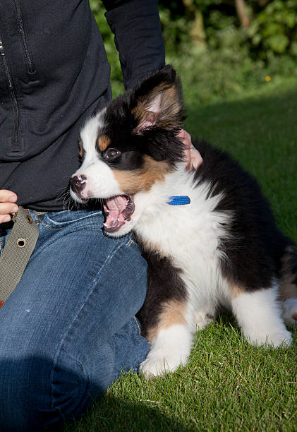 istock Bernese Mountain Dog puppy, UK 475225546