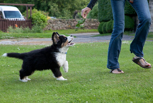 istock Bernese Mountain Dog puppy, UK 475225556