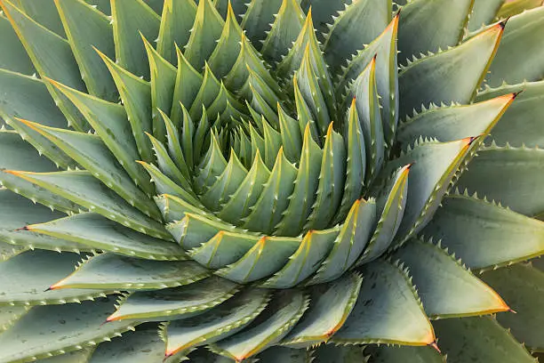 Photo of cacti leaves spiral