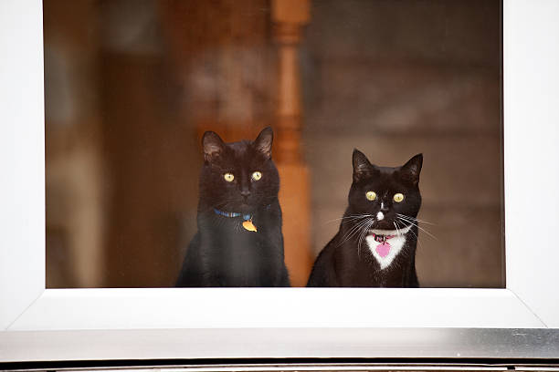 House Cats Looking Though Door Two cats looking though a glass door. tuxedo cat stock pictures, royalty-free photos & images