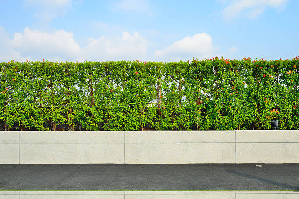 istock Landscape of garden on rooftop 475227061