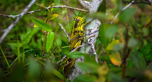 Grasshopper yellow Grasshoppers creatures and insects giant grasshopper stock pictures, royalty-free photos & images