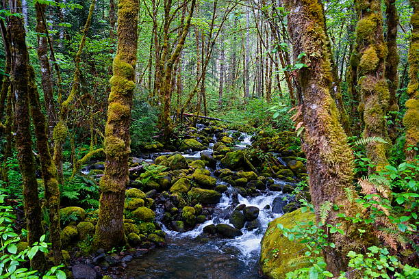 Oregon's Huckleberry Creek West-Central Oregon's Cascade Range. willamette national forest stock pictures, royalty-free photos & images