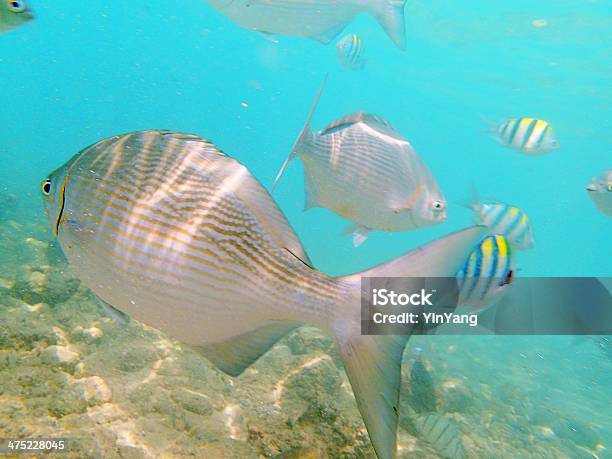 Photo libre de droit de Pacific Chubs Hawaiian La Plongée Avec Masque Et Tuba Dans Les Récifs banque d'images et plus d'images libres de droit de Animaux à l'état sauvage