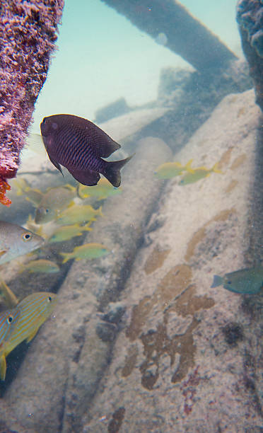 buceo con esnórquel - commercial dock pier reef rock fotografías e imágenes de stock