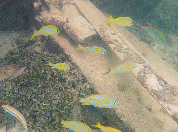 Tropical Fish Snorkeling with a variety of fish on the island of Caye Caulker in Belize french grunt photos stock pictures, royalty-free photos & images