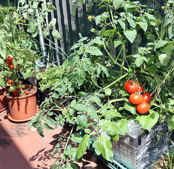 istock plastic box in terrace with tomato plant 475229026
