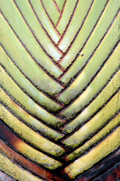 istock texture and pattern detail banana fan 475230034