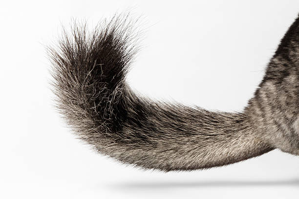 istock Tail of Gray Chinchilla on white 475230302