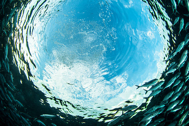 Circle A school of fish in Sipadan school of fish stock pictures, royalty-free photos & images