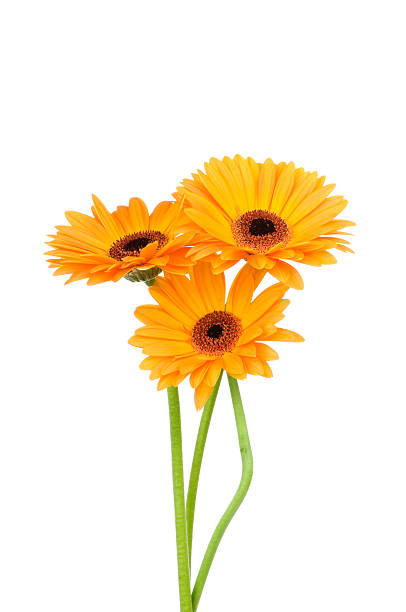istock Bunch of gerber flowers 475230986