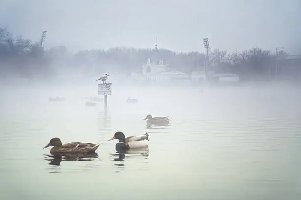 Ducks swimming close to Szechenyi SPA