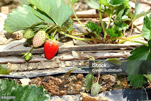 Fresa Foto de stock y más banco de imágenes de Agricultura - Agricultura, Aire libre, Alimento