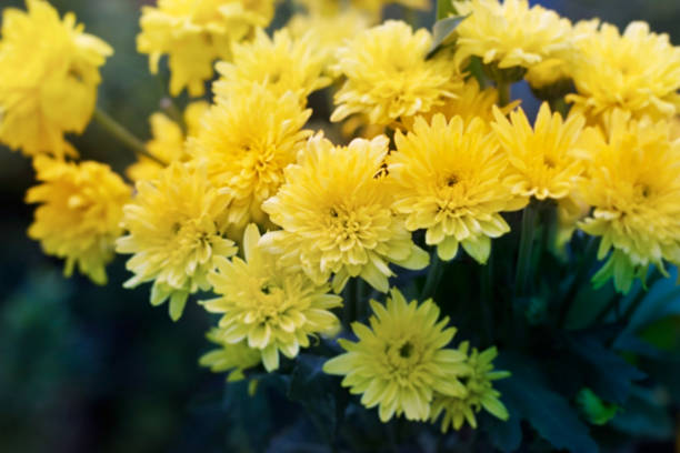 istock abstract colorful flowers and vibrant style, soft focus and blur 475233574