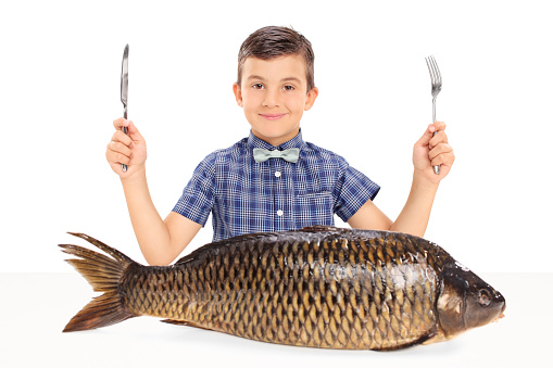 Little kid holding a fork and a knife seated at a table with a huge raw fish in front of him isolated on white background
