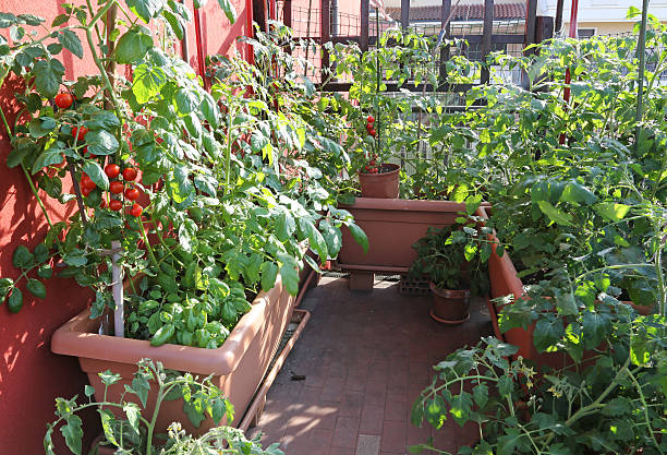 istock Garden balcony with tomato plants 475234652