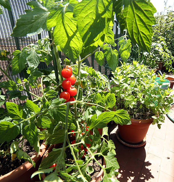 istock pots in the balcony garden with tomato plants 475235270