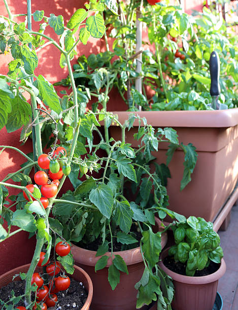 istock red tomatoes and basil plant in the terrace 475235310