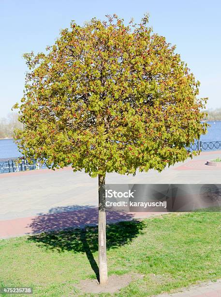 Young Maple Tree Stock Photo - Download Image Now - 2015, Bud, Environment